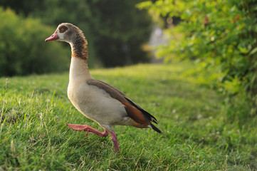 Nilgans