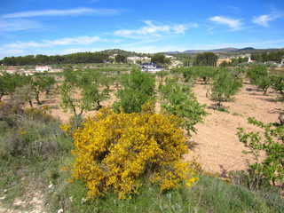 Mediterranean countryside with broom and almonds