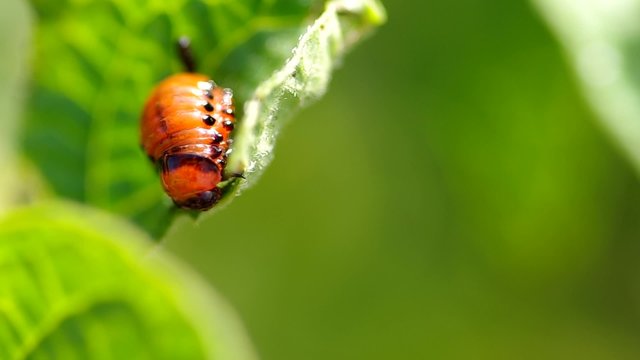 Colorado Potato beetle Larva - Leptinotarsa decemlineata  on potato leaf

