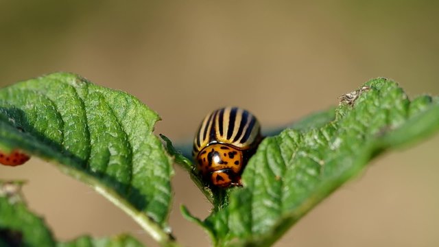 Colorado beetle - Leptinotarsa decemlineata on potato leaf
