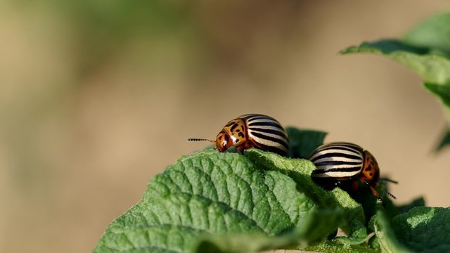 Colorado beetles - Leptinotarsa decemlineata on potato leaf
