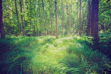 Vintage photo of green summer forest