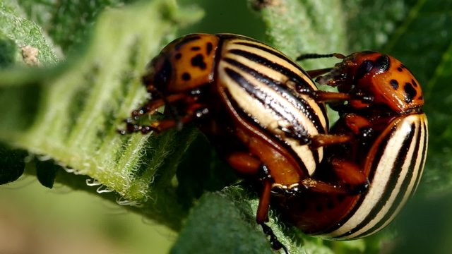 Colorado beetles - Leptinotarsa decemlineata mating on potato leaf
