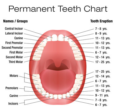 Teeth names and permanent teeth eruption chart with accurate notation of the different teeth, groups and the year of eruption. Isolated vector illustration over white background.