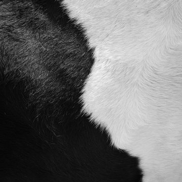 real black and white cowhide