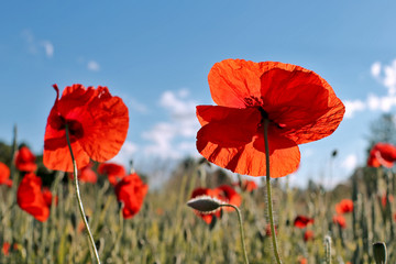 Poppies on field and sky