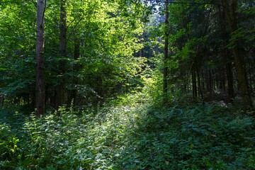 Green summer european forest