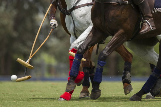 horse polo