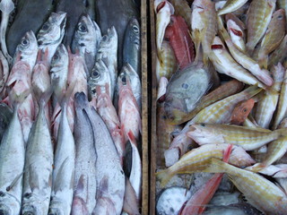 Obraz premium Maroc, Essaouira,poissons étalages