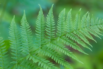 Fototapeta na wymiar Wild fern growing in forest