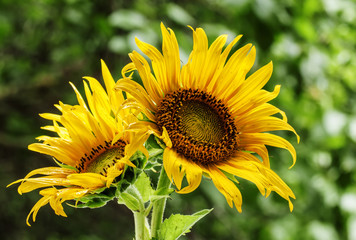 Beautiful sunflower on nature in summer day, selective focus