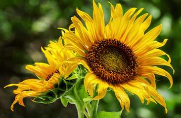 Beautiful sunflower on nature in summer day, selective focus