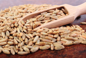 Heap of rye grain with wooden spoon