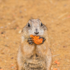 Prairie dog eating a carrot