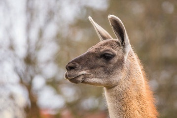 Obraz premium Guanaco portrait