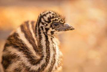 Baby Australian Emu