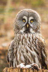 Great Grey Owl with dead mice