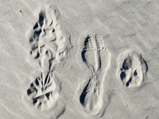 Mann, Frau und Hund hinterlassen je einen Fuß- bzw. Pfotenabdruck im Sand am Strand