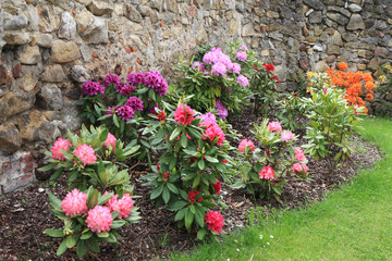 rhododendron as very nice flower background
