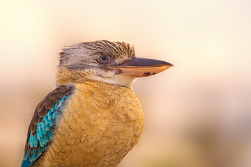 Portrait of male blue-winged kookaburra (Dacelo leachii)