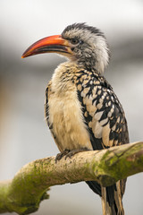 Western red-billed hornbill