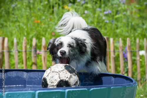 "Hund schnappt nach Ball" Stockfotos und lizenzfreie Bilder auf Fotolia