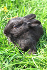 black rabbit in grass