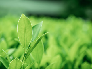 Nature of leaves close-up. Selective focus on the height of front leaves on the natural abstract background.