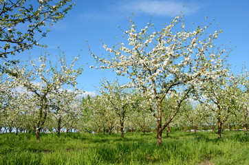 Fototapeta premium Beautiful landscape with trees that bloom in the garden (harmony