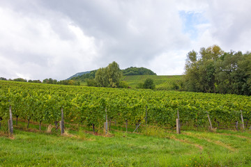 Obraz premium Vineyard