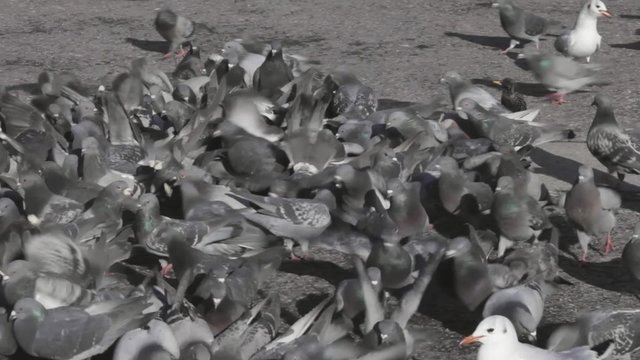 Flock of pigeons and doves feeding at street