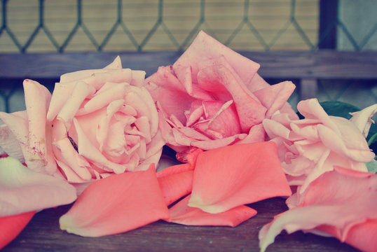 Vintage image of pink roses and rose petals lying on the rustic wooden table. Photo filtered in faded, washed out, retro, instagram style. Romantic, nostalgic vintage concept.
