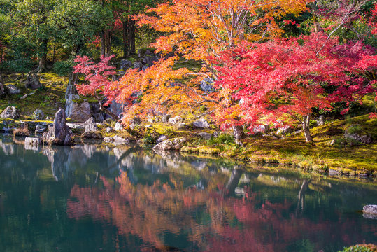 Japanese garden during falling season