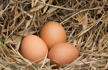 still life eggs. Eggs, three eggs in the nest of dry grass.