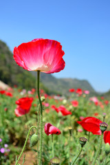 Naklejka premium Red poppy flower on blue sky.