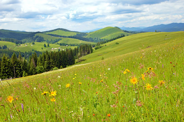 Obraz premium Beautiful landscape with meadow of wildflowers on a background o