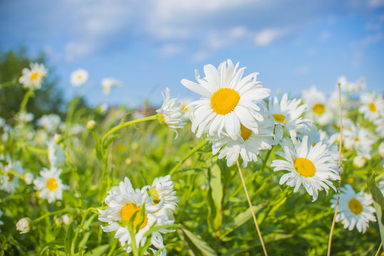 Daysies on springtime