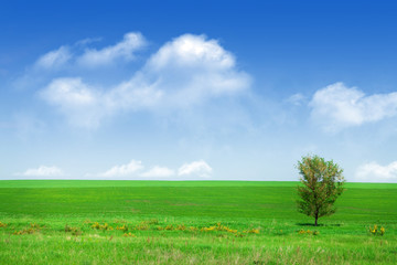 Fototapeta na wymiar Green grass field and blue sky