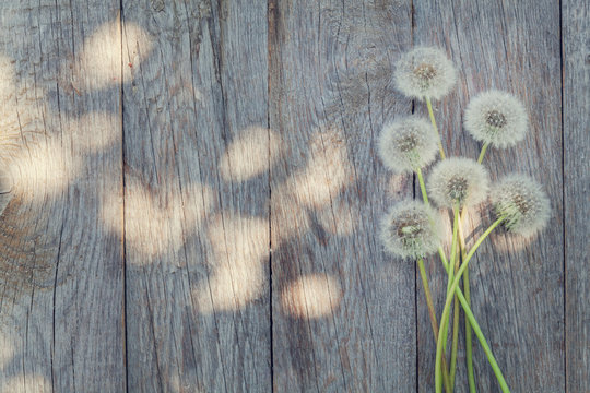 Fototapeta Dandelion flowers on wooden background
