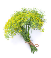 Fresh garden herbs. Dill