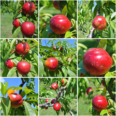 Collage made of nine photos of red ripe nectarines on a tree, on a sunny summer day. Concept of organic farming; fresh, natural, unprocessed fruit.