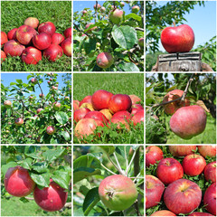 Fruit collage made of nine images of different sorts of apple, in an orchard and on trees, on a sunny day. Concept of organic farming; fresh, natural, unprocessed fruit.