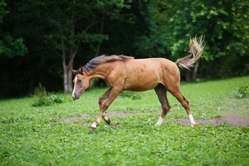 Running young foal