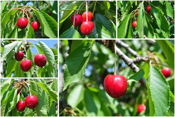 Obraz premium Fruit collage made of six photos of ripe red cherries on a tree in an orchard, on a sunny summer day. Concept of organic farming; healthy, fresh, unprocessed food.