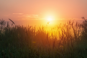 Grass in summer time against sunrise