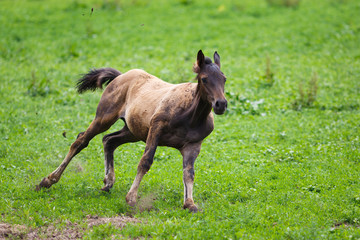 Running young foal