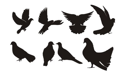 Dove Silhouette. set of isolated pigeon silhouettes. vector set of silhouette birds, pigeons, fly