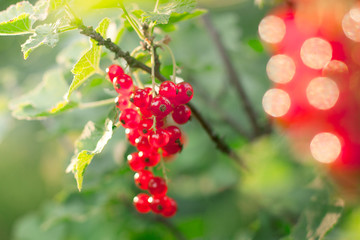 Red currants in the garden
