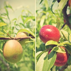 Ripe red and small unripe green nectarine on the tree in an orchard; diptych. Image filtered in faded, toned, retro style; rural vintage concept.