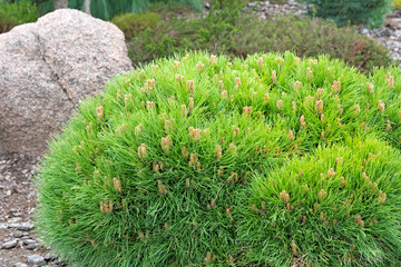Dwarf pine. Landscaping element.